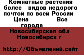 Комнатные растения более200видов недорого почтой по всей России › Цена ­ 100-500 - Все города  »    . Новосибирская обл.,Новосибирск г.